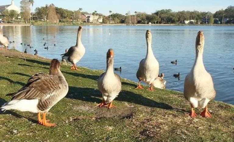 Things To Do In Lakeland FL, Lake Hollingsworth