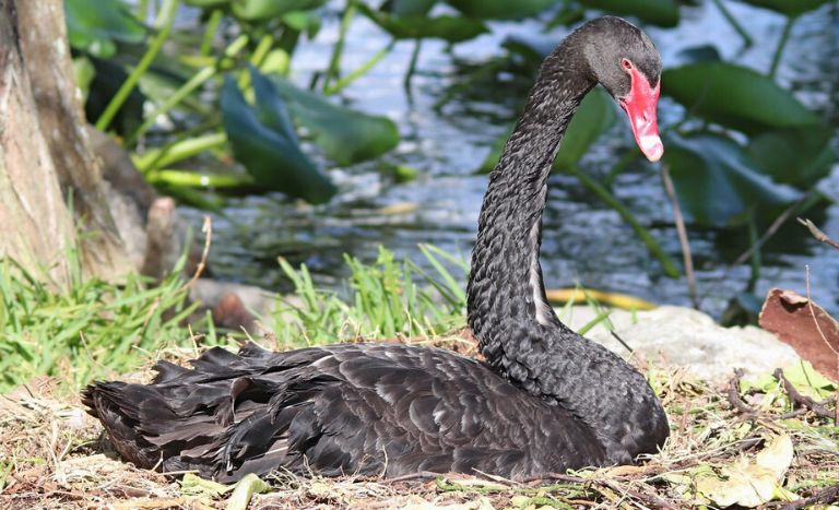 Things To Do In Lakeland FL, Black Swans at Lake Morton