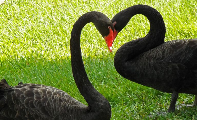 Things To Do In Lakeland FL Black Swans