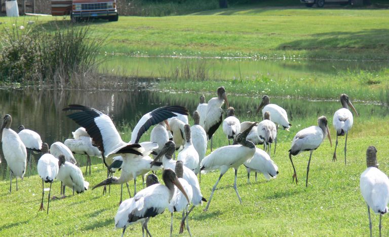 Saddle Creek Park