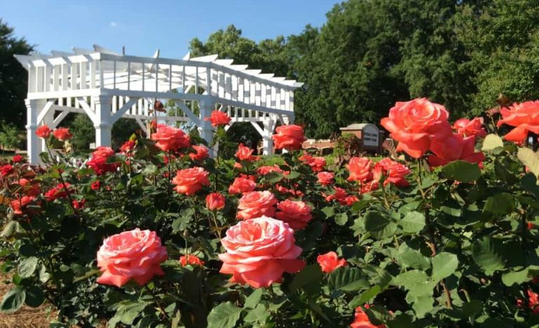 Things to Do in Fayetteville NC at Fayetteville Rose Garden