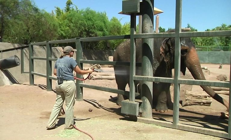 Places to Travel in July Phoenix Zoo