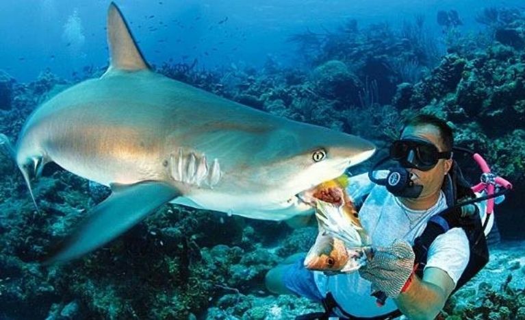 Places to Travel in August, sharks