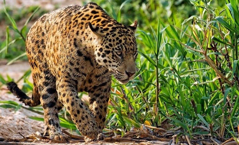 Places to Travel in August, Jaguars at Brazil’s Pantanal