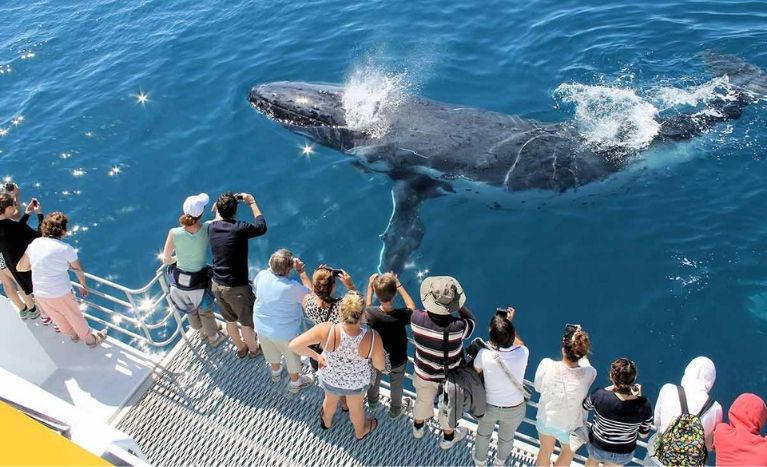 Places to Travel in August, Whale Watching