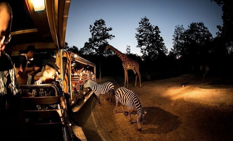 Night Safari in Tucson, Arizona