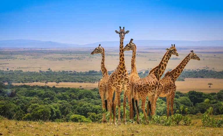 Masai Mara National Reserve