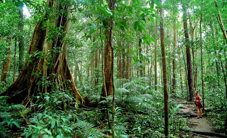 Daintree Rainforest