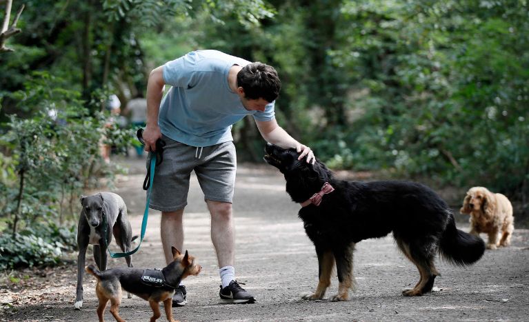 Voluntarios Perrunos