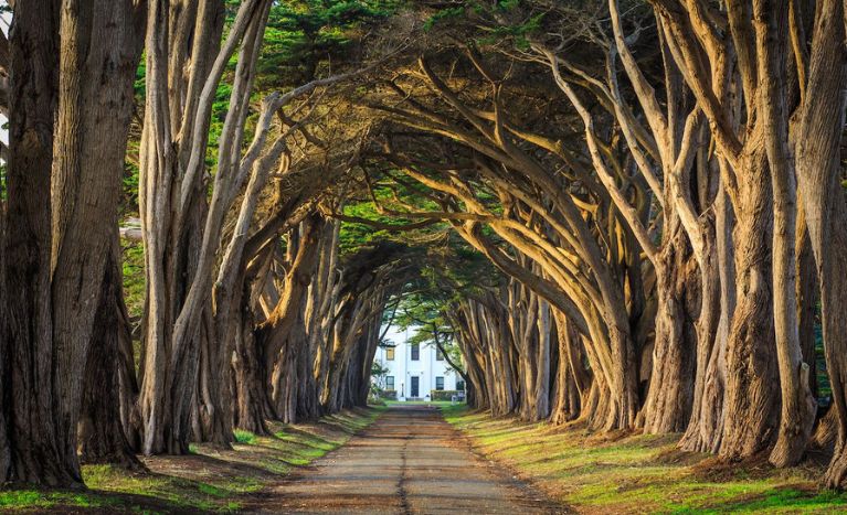 Tree Tunnel