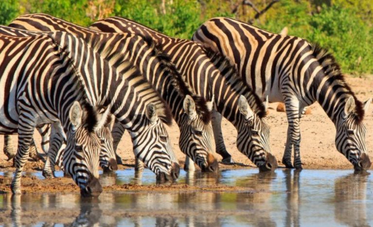 Best Places to Travel in September, Wildlife in Zimbabwe