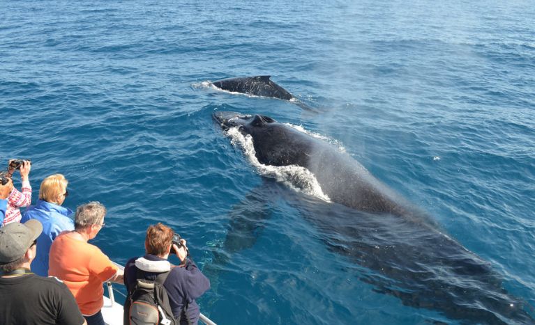 Whale-Watching