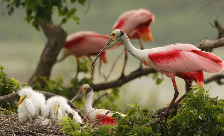 Great Texas Coastal Birding Trail