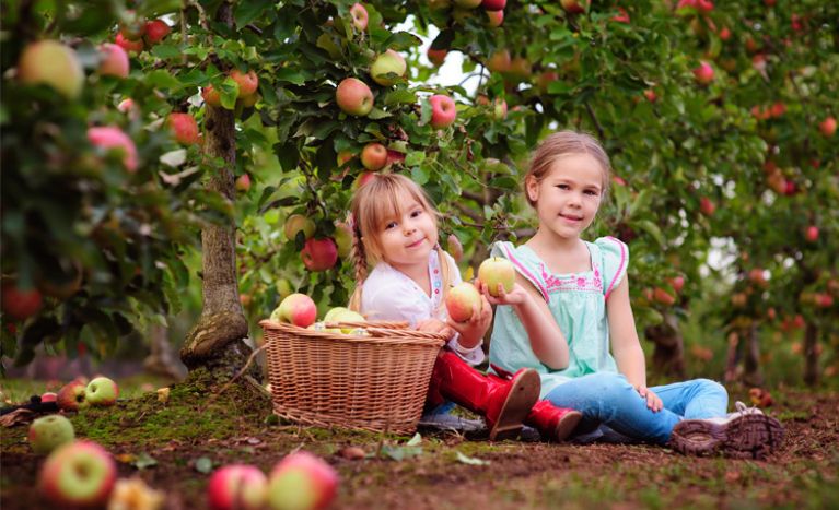  Overhiser Orchards 