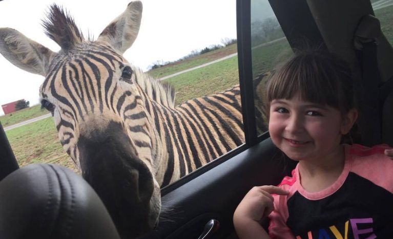 Things to do in Jackson, TN, Tennessee Safari Park