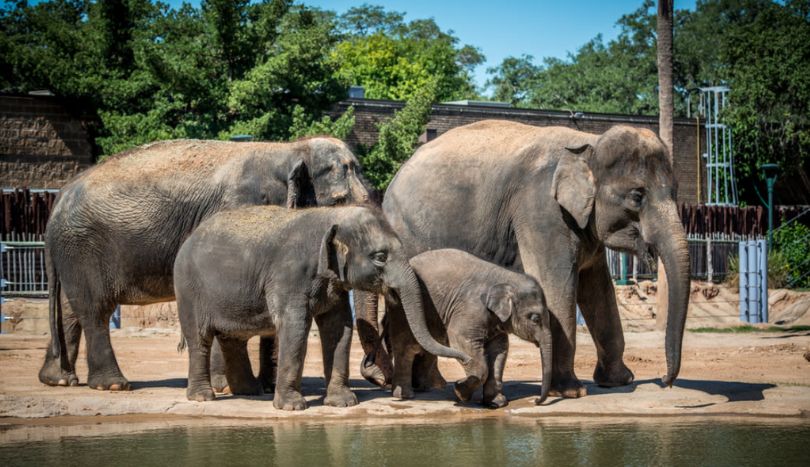 The Houston Zoo