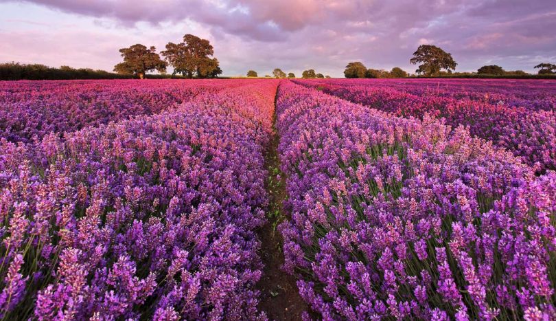 Lavender fields are blossoming in Isparta Kuyucak village