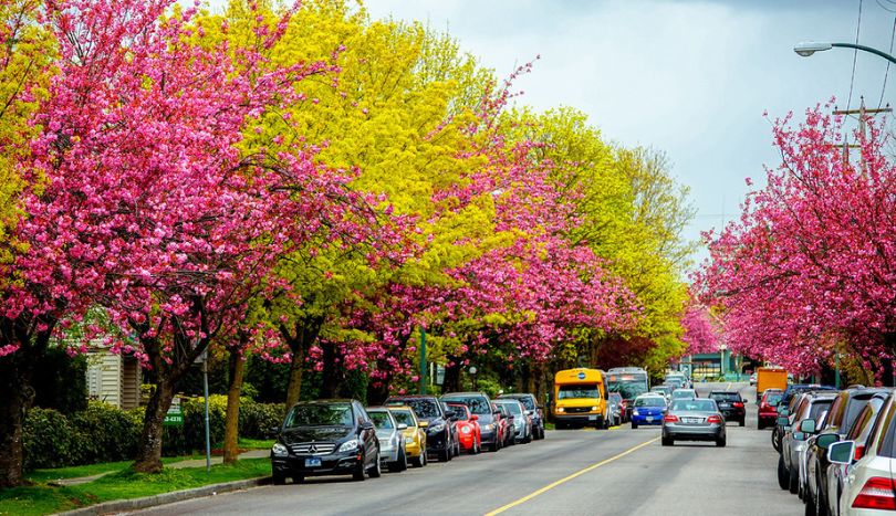 Best Time to Visit Vancouver, Spring in Vancouver