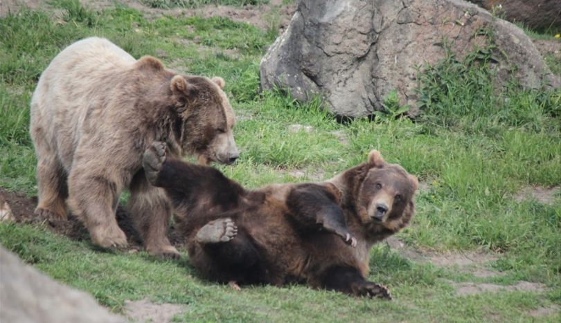 two bears playing with each other