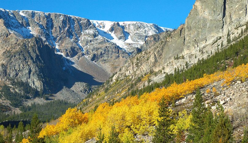 View of snow capped mountains & green tree