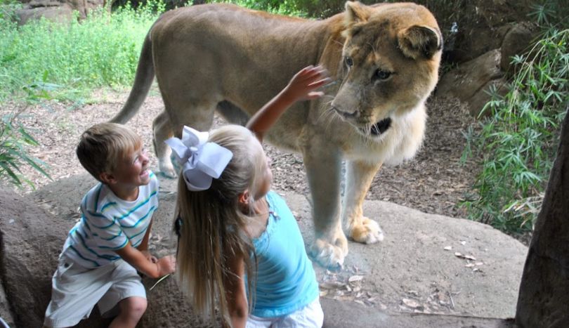 Kids playing with lion at Alexandria Zoo