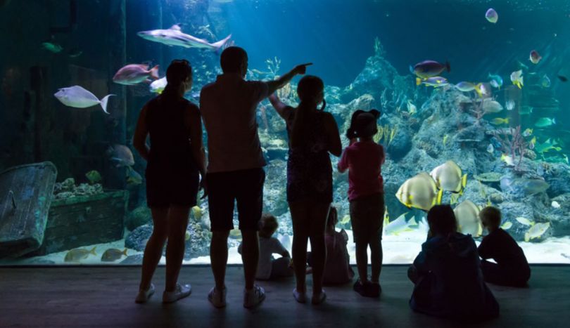 Things To Do in Skegness, Skegness Aquarium