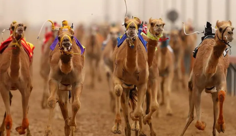 Best Time to Visit Dubai , camel racing season