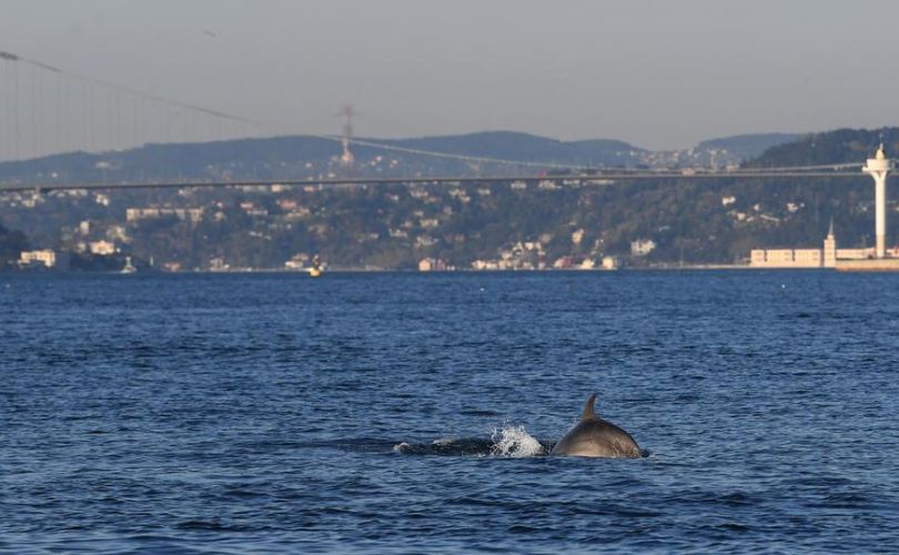 seeing dolphins traveling northwest towards the Black Sea