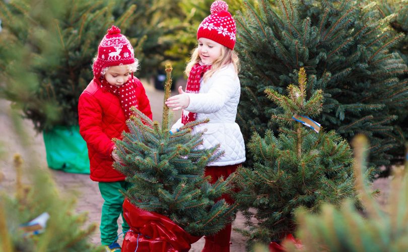 Things to Do on Christmas Day, Take A Trip To A Christmas Tree Farm