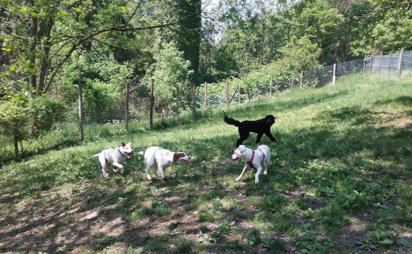 Stanley's Spot Dog Park