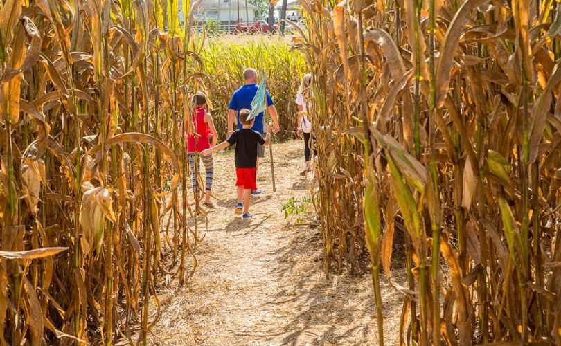 Take a Stroll Along a Corn Maze