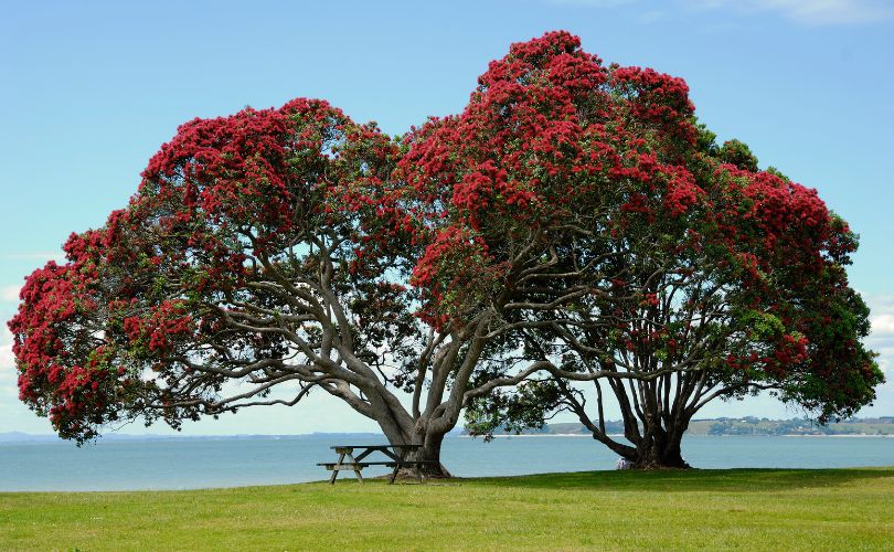 pohutukawa trees