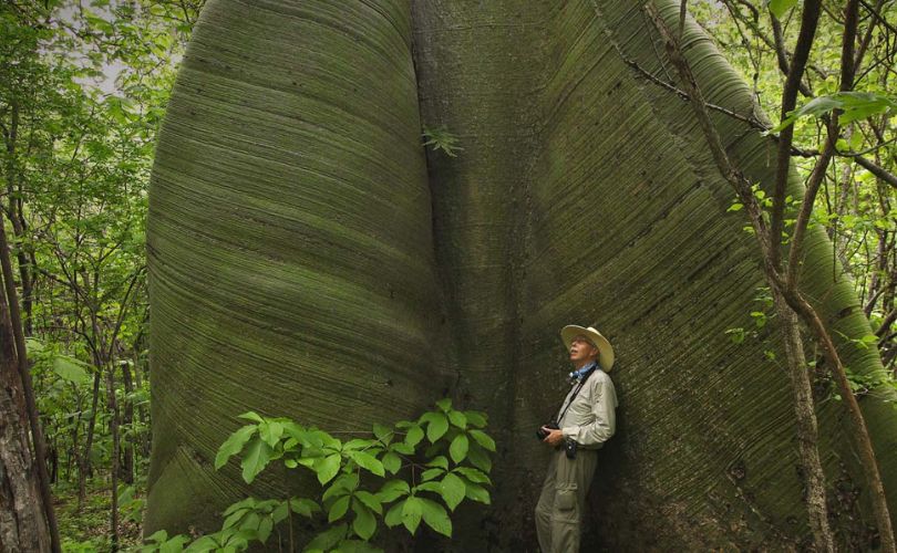 Mexico's dense tropical jungles