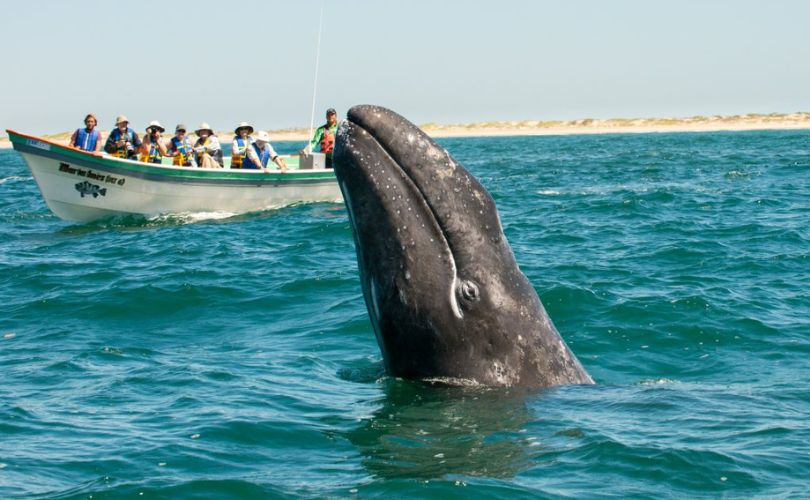 see whales in Baja