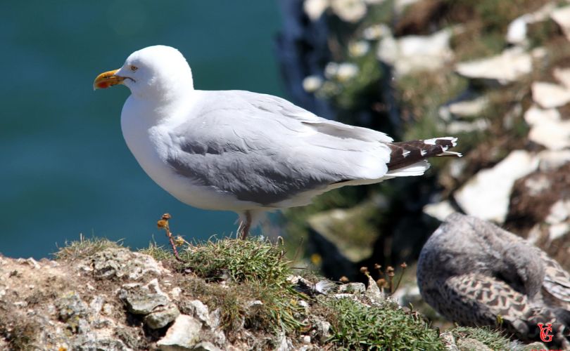 Bempton Cliffs