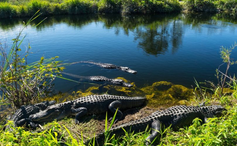 Everglades National Park