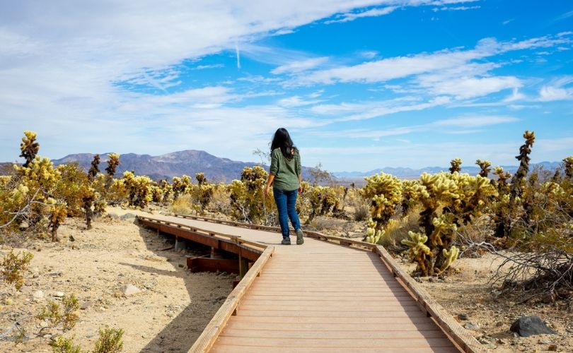 Cholla Cactus Garden