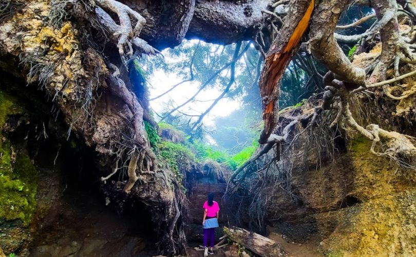 Tree Root Cave