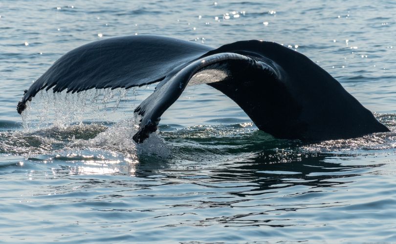 Viking Fleet to Go Whale Watching