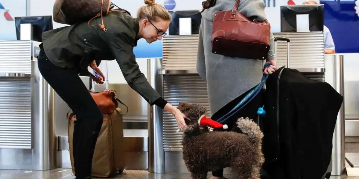 is spirit airlines bad for pets