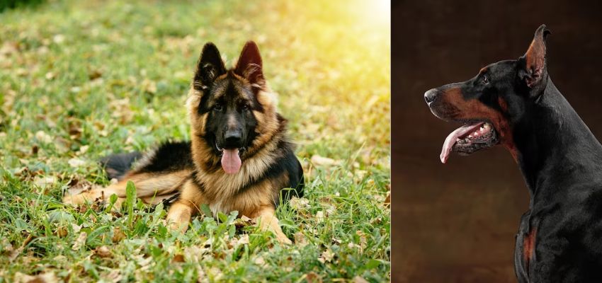 dangerous dogs on Air Europa