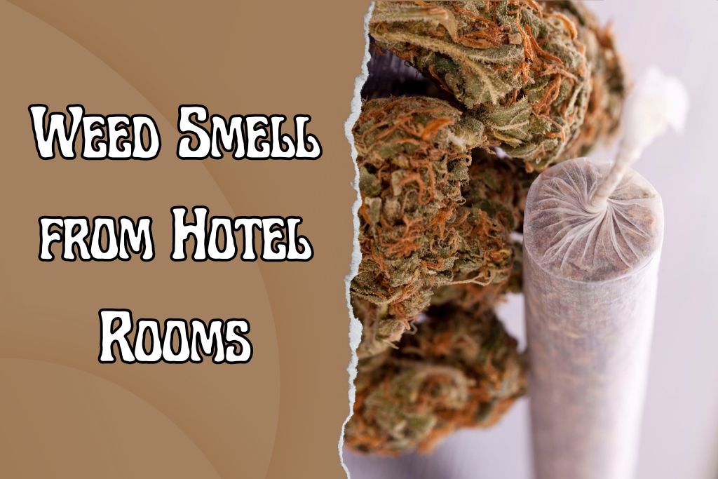 How to Remove Weed Smell from Hotel Rooms? Simple Methods