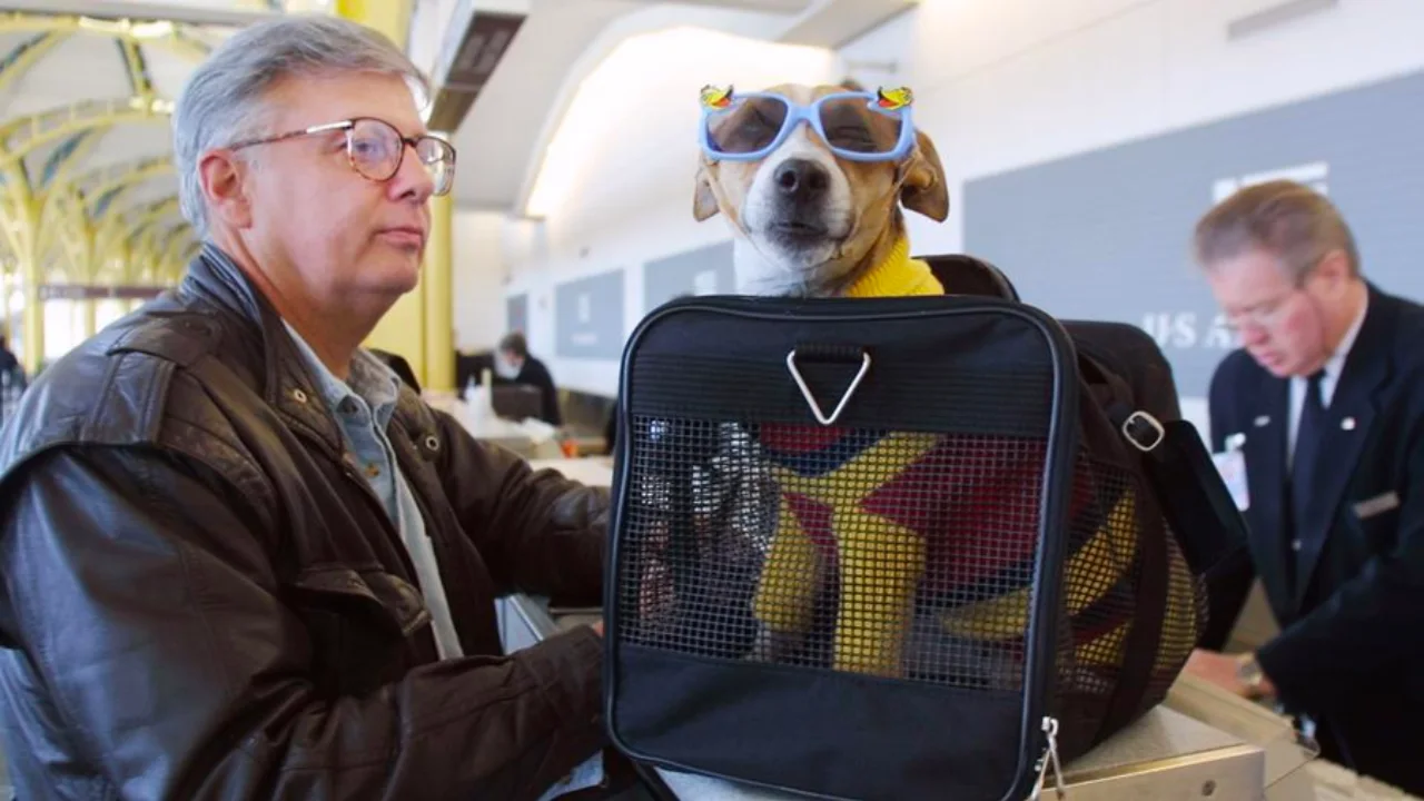 Booking a pet reservation on Spirit Airlines – step-by-step guide