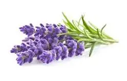 lavender-rustic-soap