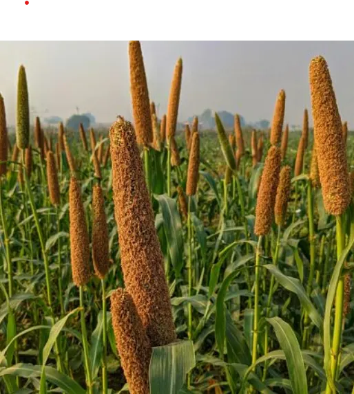 bajra-khichdi