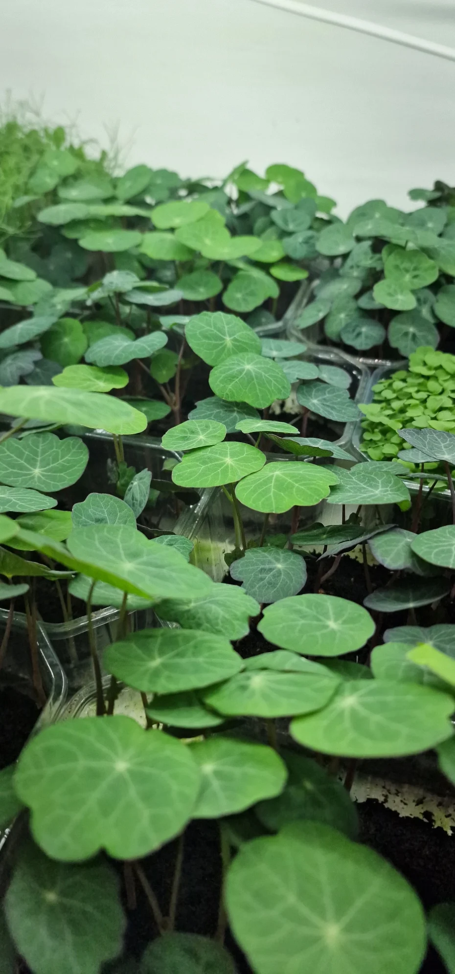 nasturtium-microgreens-tea