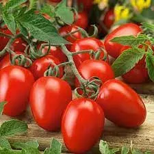 fresh-roma-tomatoes....vodka-sauce!