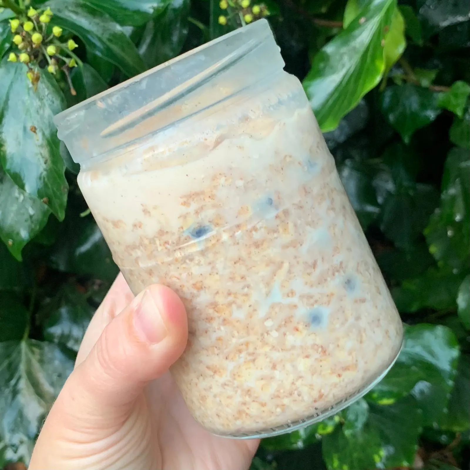 blueberry-and-walnut-overnight-oats