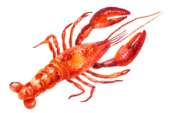 ceviche-de-langosta-lobster-ceviche