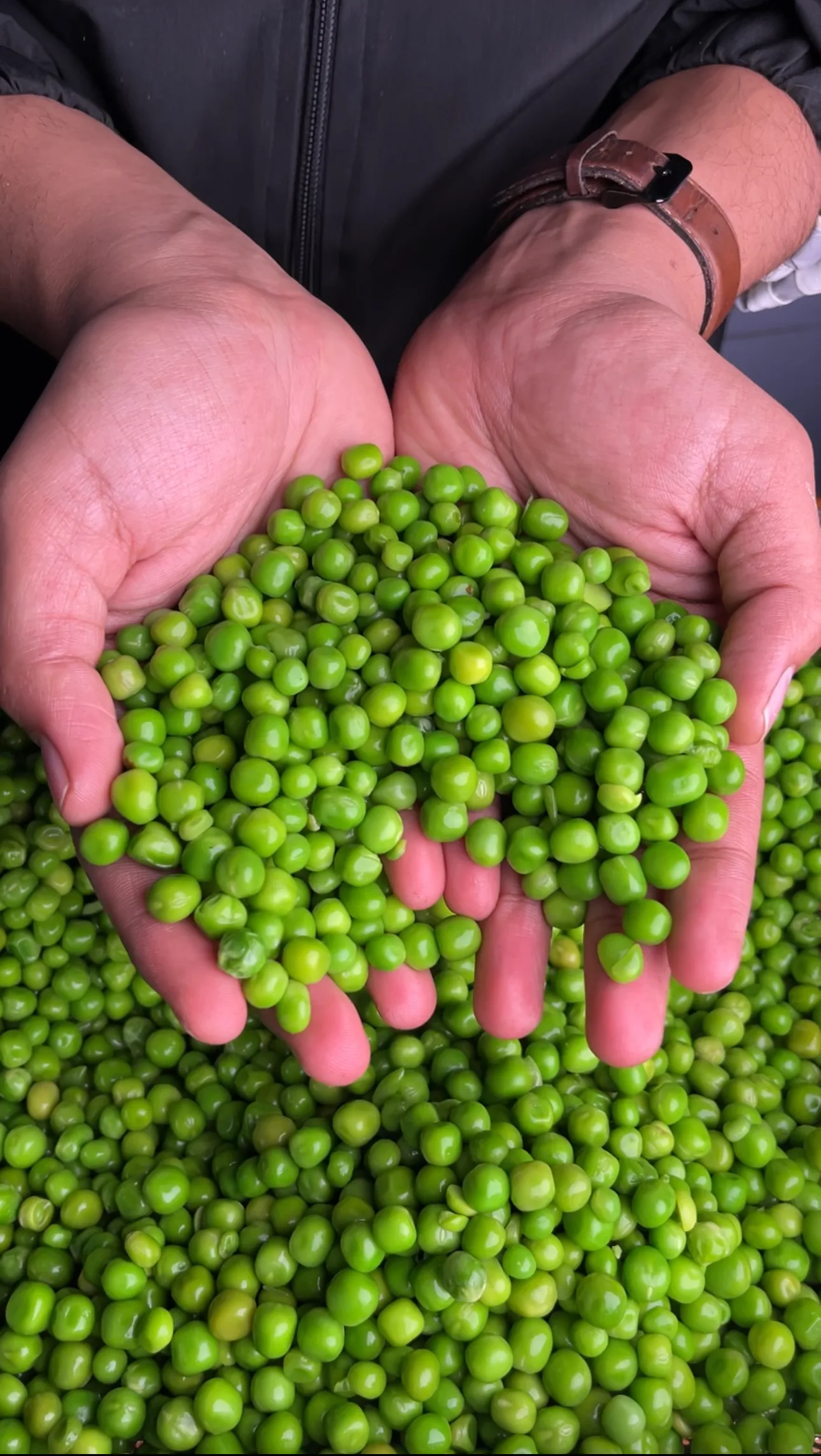 how-to-preserve-green-peas
